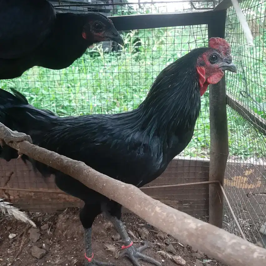 Sepasang ayam cemani silangan siap nelor