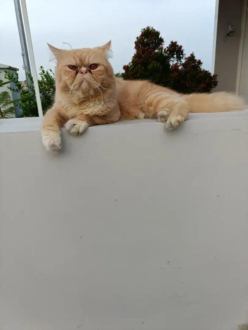 Kucing peaknose