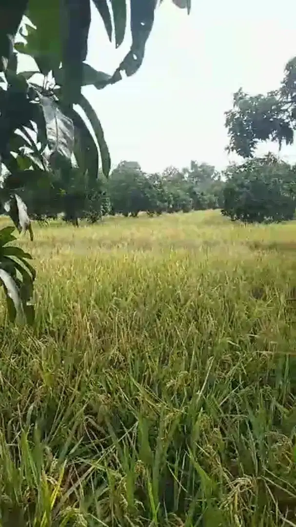 Sawah + Kebun Mangga Lt 1,4 Hektar 60rb/m2 Gantar Indramayu