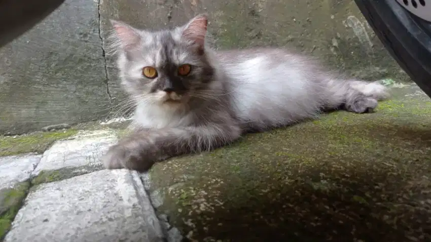 Open Adopsi Kucing Mainecoon mix Peaknose