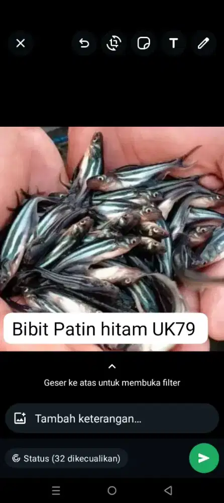 Bibit patin hitam