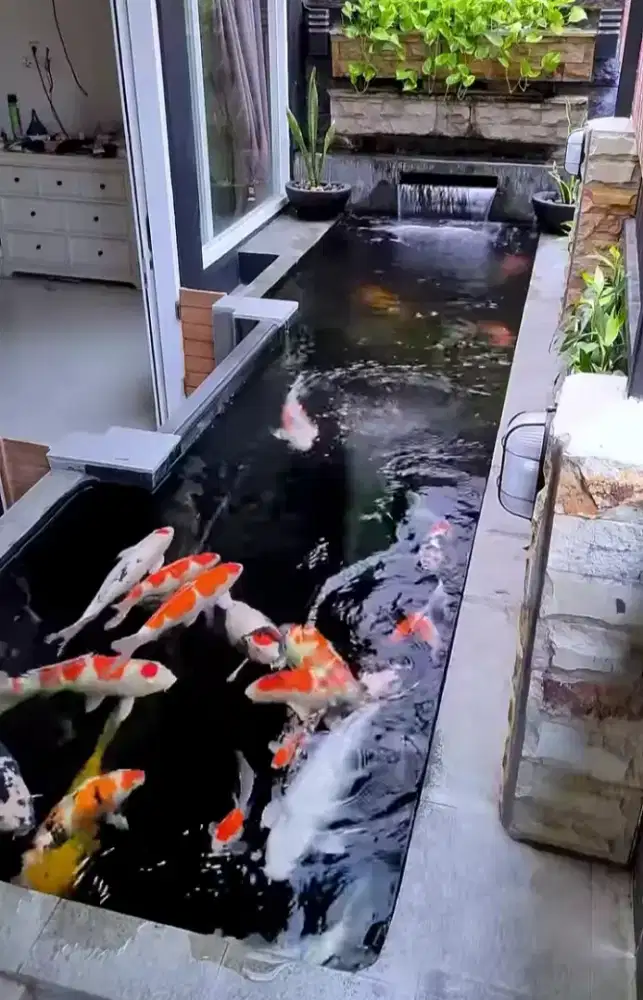 Kolam koi minimalis