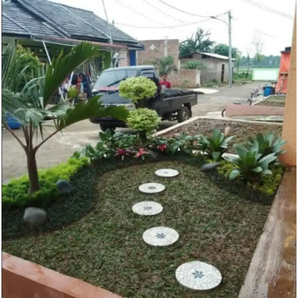 Jual rumput gajah mini