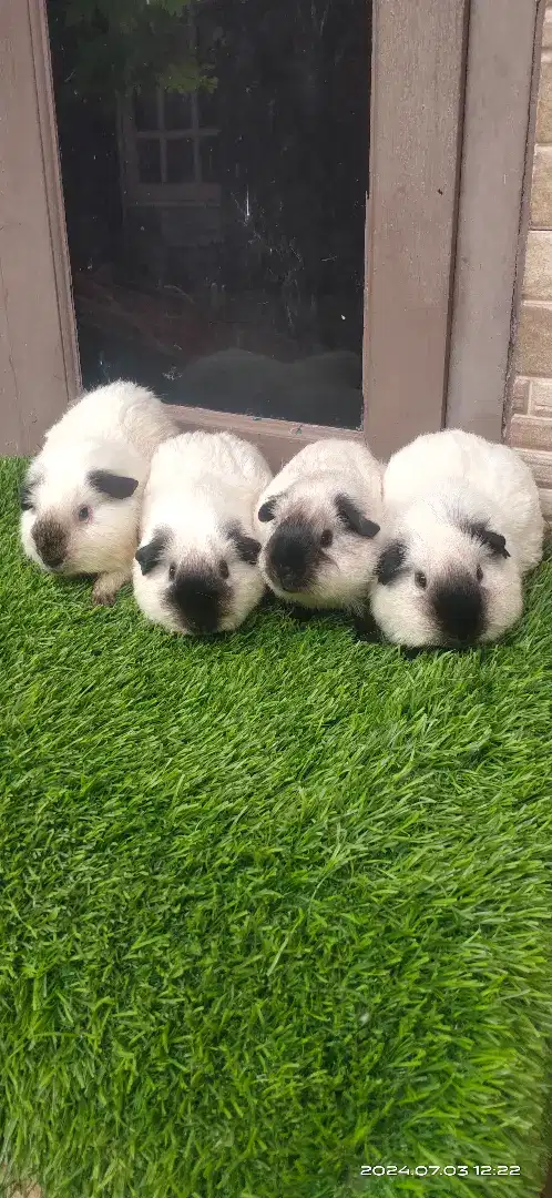 Marmut/guinea pig california putih dewasa