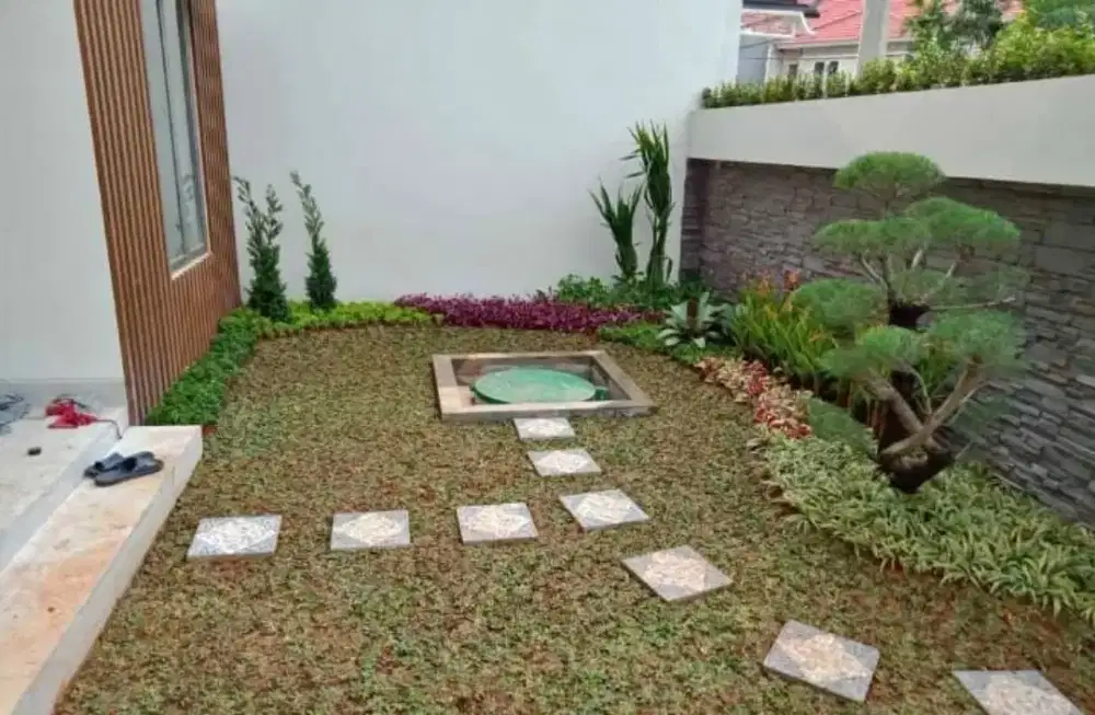 Jual rumput gajah mini.pembutan taman