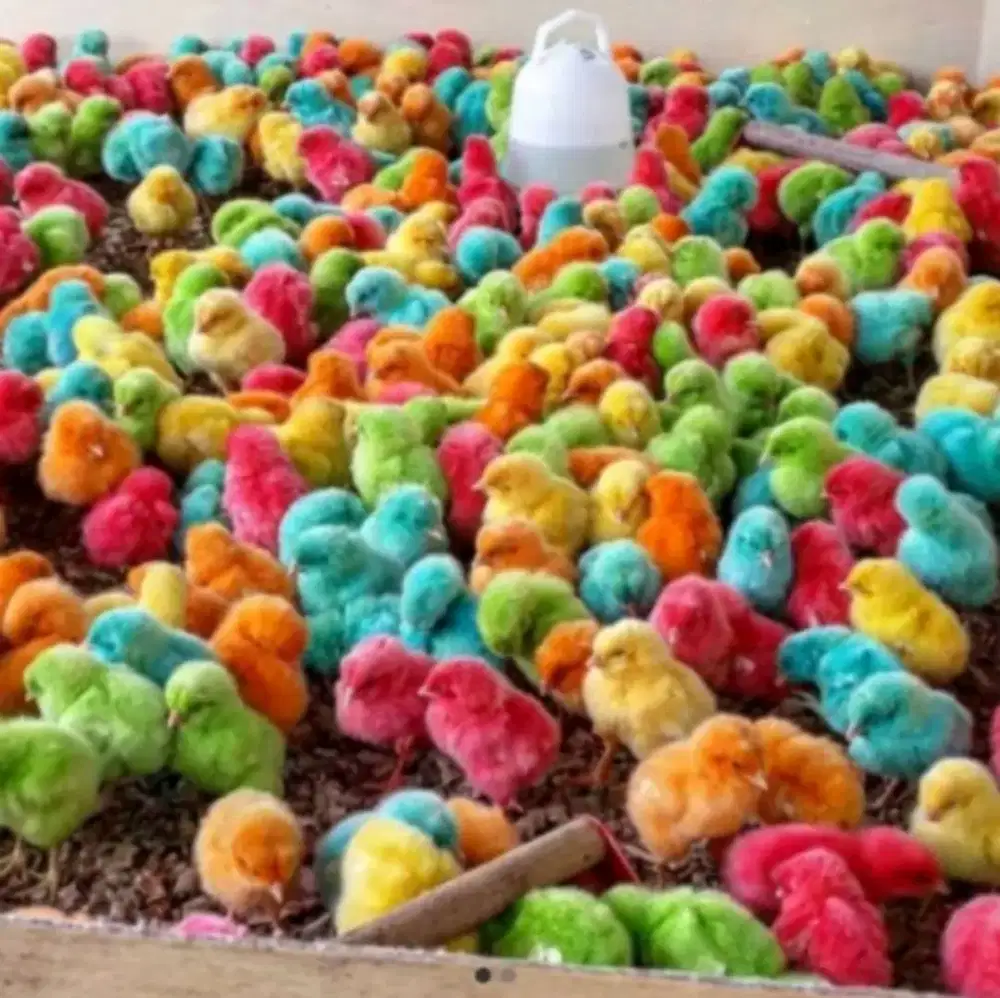 doc ayam warna warni