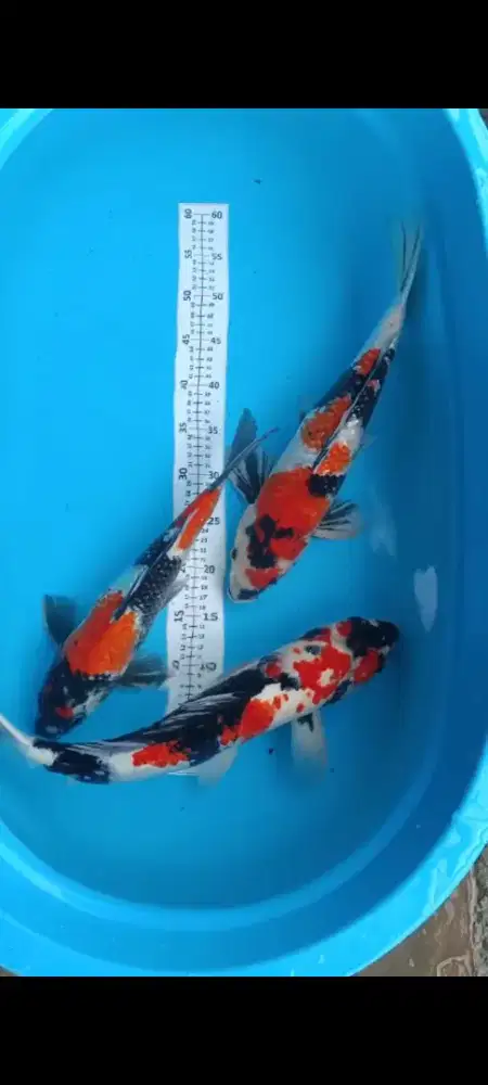 Koi Blitar Showa Jumbo