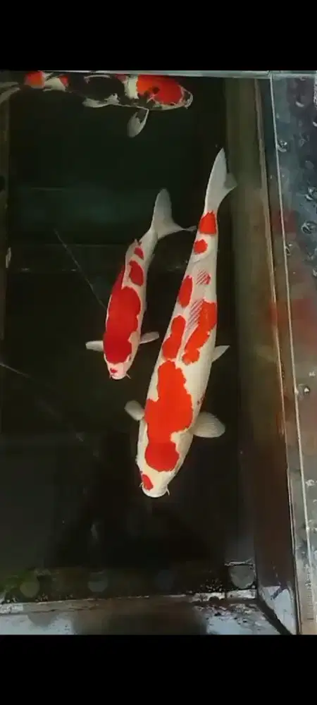 Koi Blitar Kohaku Showa Jumbo