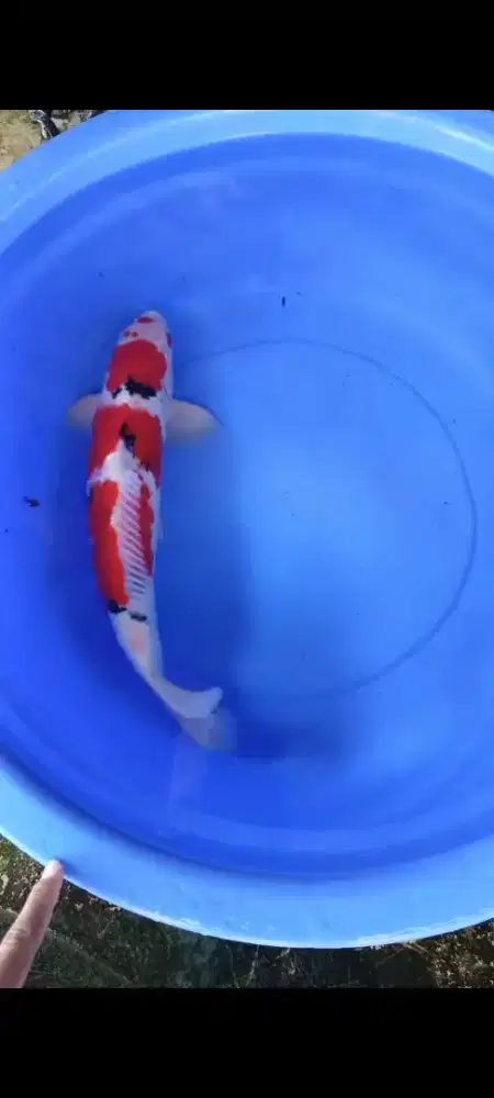 Koi Blitar Sanke Jumbo