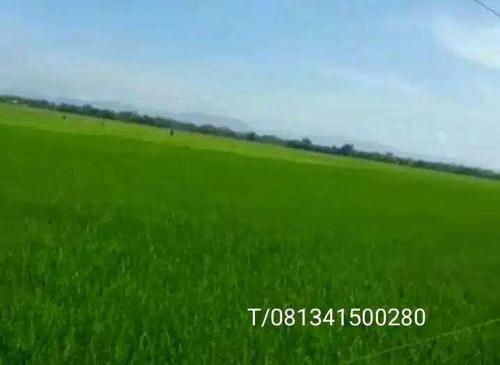 Sawah di jual murah di Konawe Sulawesi tenggara