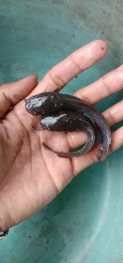 BIBIT LELE SUPER UNGGUL