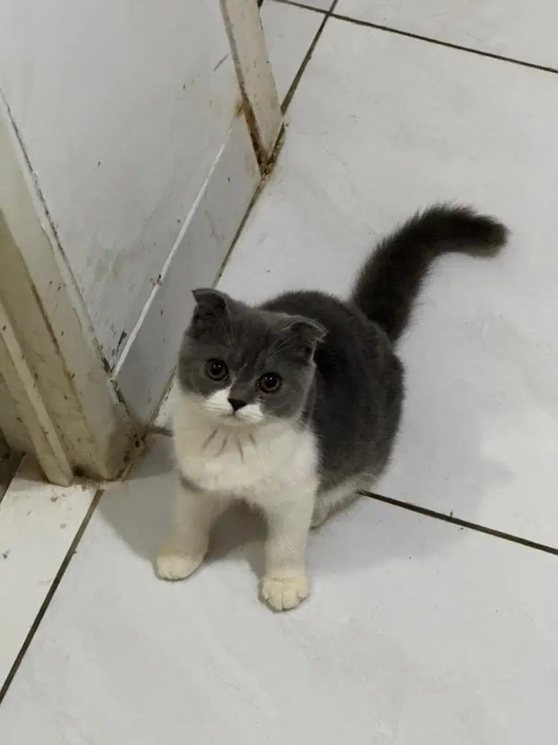 Scottish fold lucu baru 3 bulan