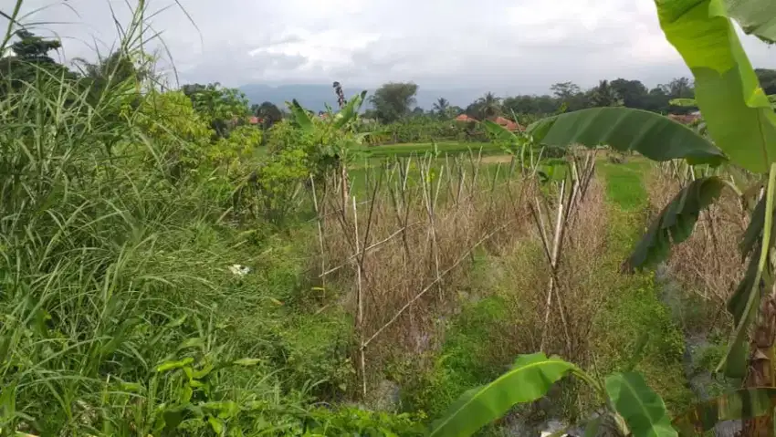 Tanah kebun investasi rata siap bangun view lepas nempel jalan