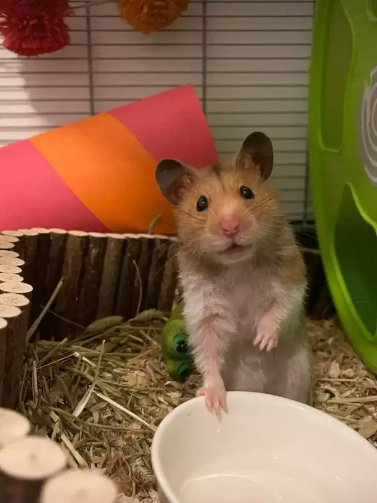 Hamster berbagai jenis