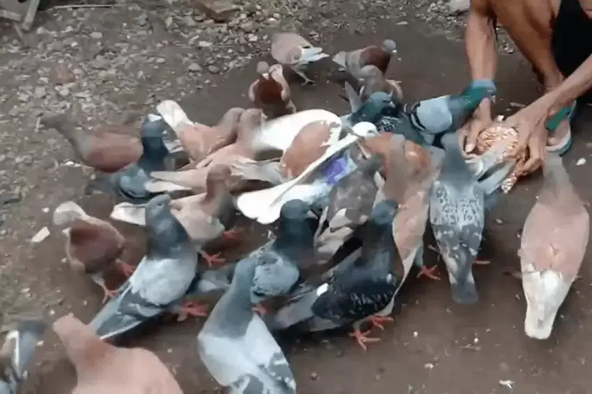 Burung dara merpati