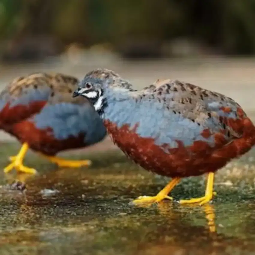 Puyuh batu burung puyuh hias