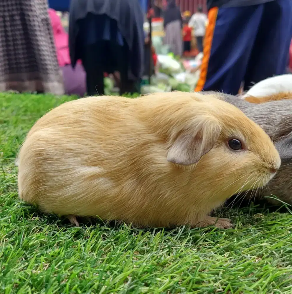 Guinea pig American