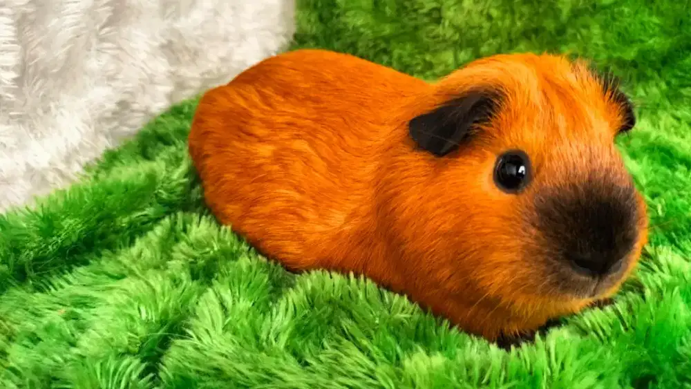 Guinea Pig California