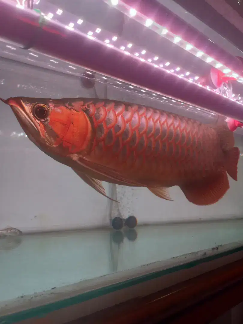 Ikan ARWANA Super Red / 45+ cm