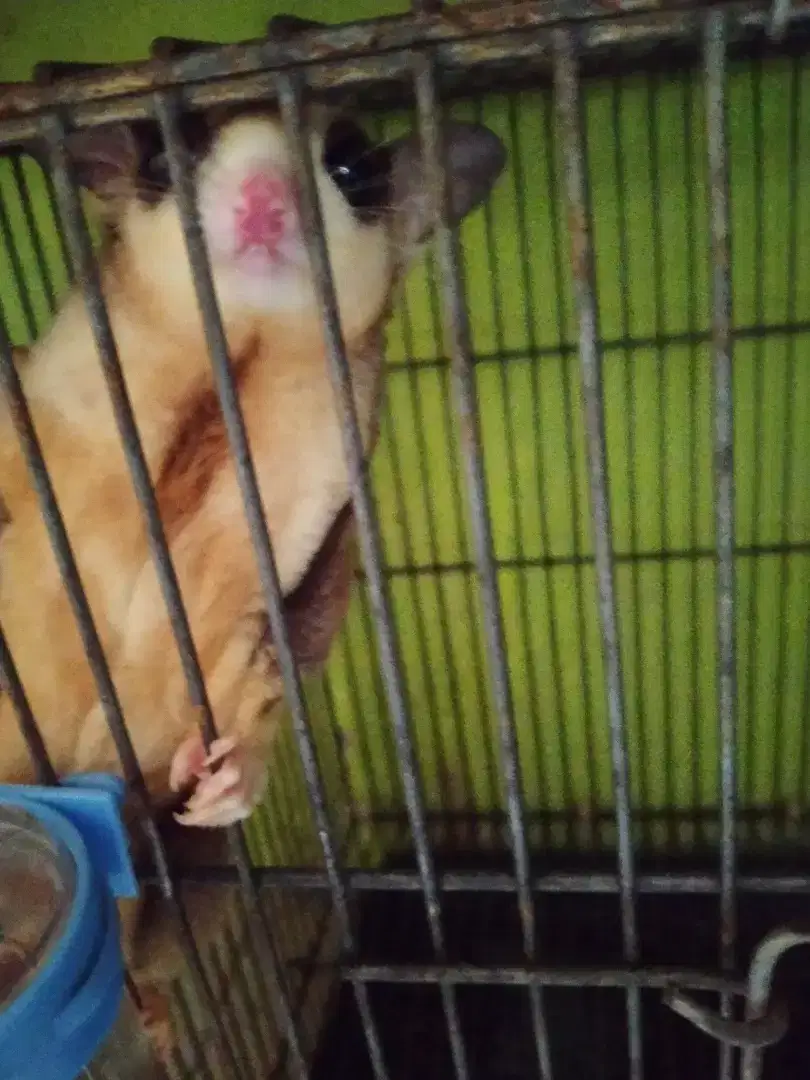 Sugar glider mozaik jantan proven