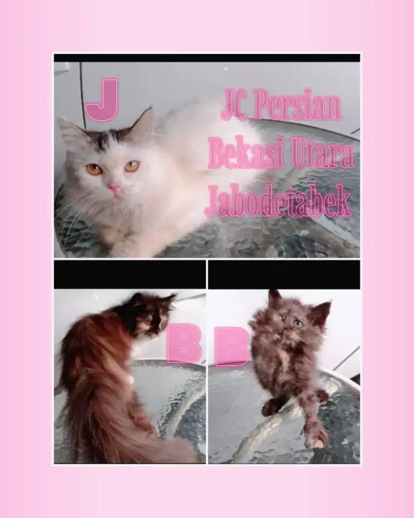 KUCING KITTEN JANTAN BETINA BEKASI UTARA