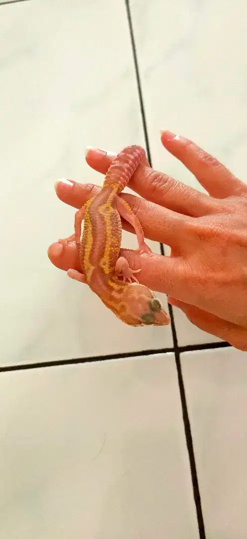 Gecko Lucu Panjang 16 cm Betina