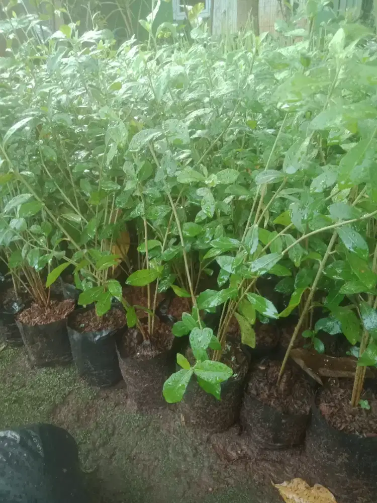 tanaman rambat lee kwan yeew