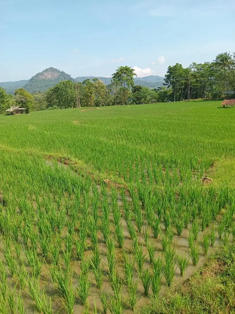 [DIJUAL CEPAT] Sawah Produktif Kab. Sumedang, Luas 1313 m2.