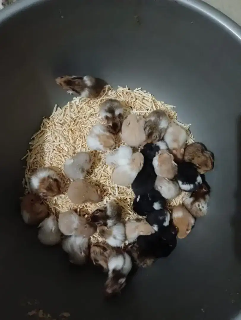 Hamster syrian lucu dan jinak
