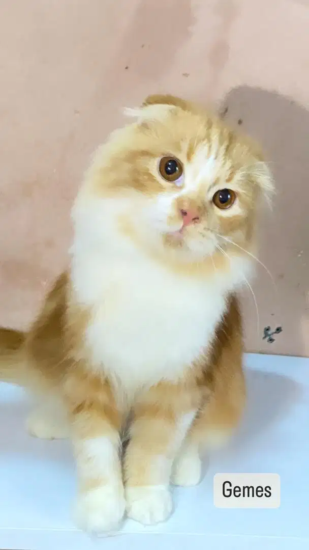 Kucing scottish fold bicolor red n white