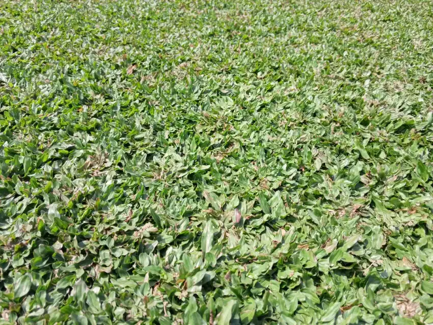 Penjual rumput gajah mini terdekat