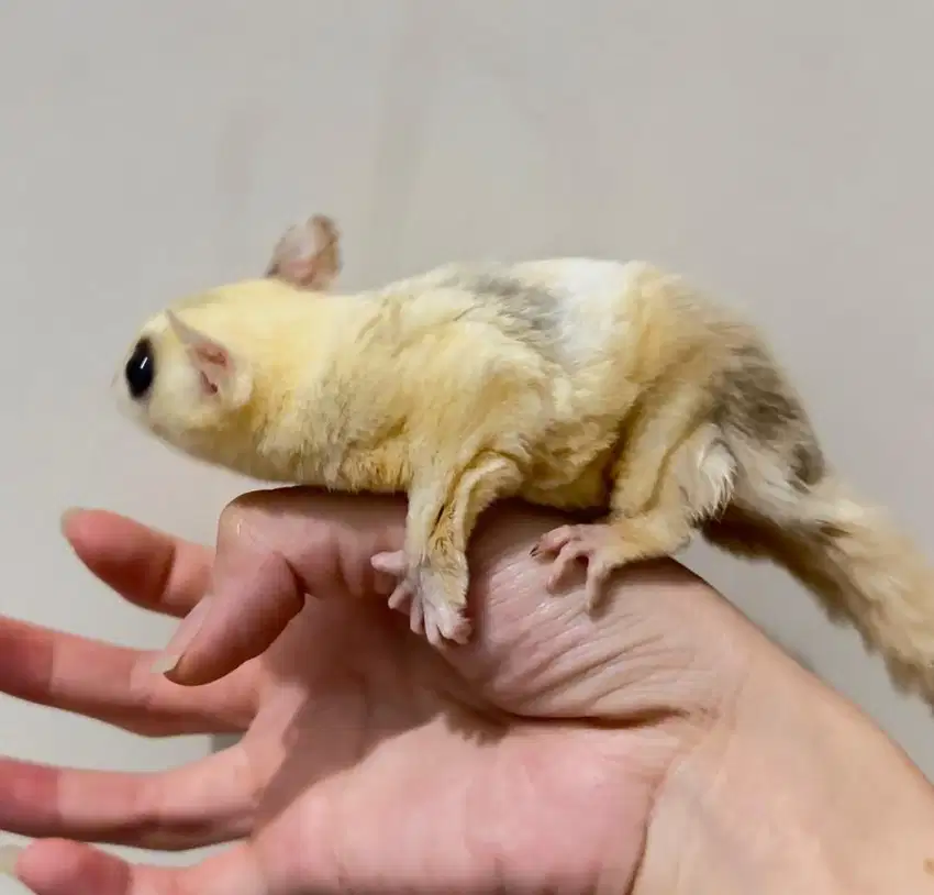 Sugar Glider Platinum Mozaic Betina