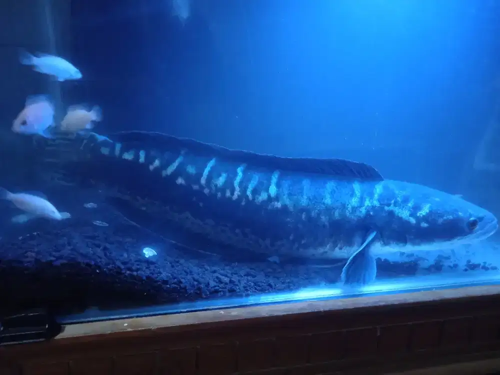 Jumbo Chana/toman/predator