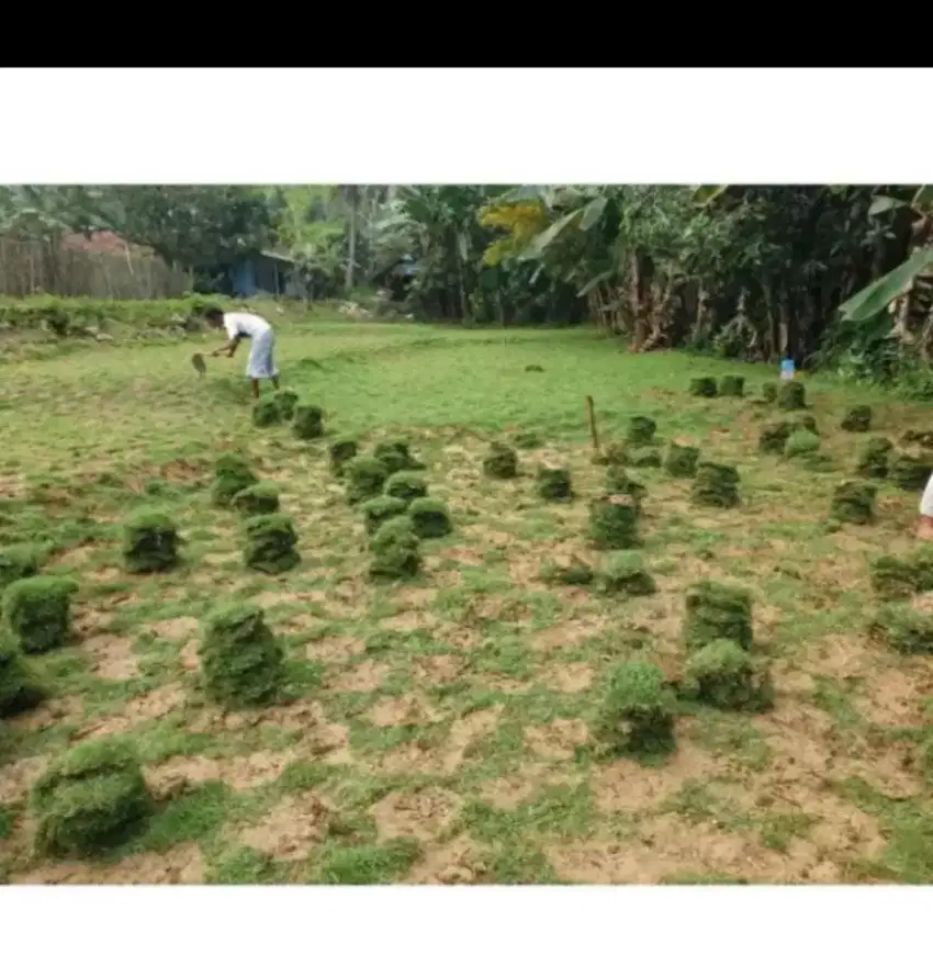 Rumput jepang per 1 meter