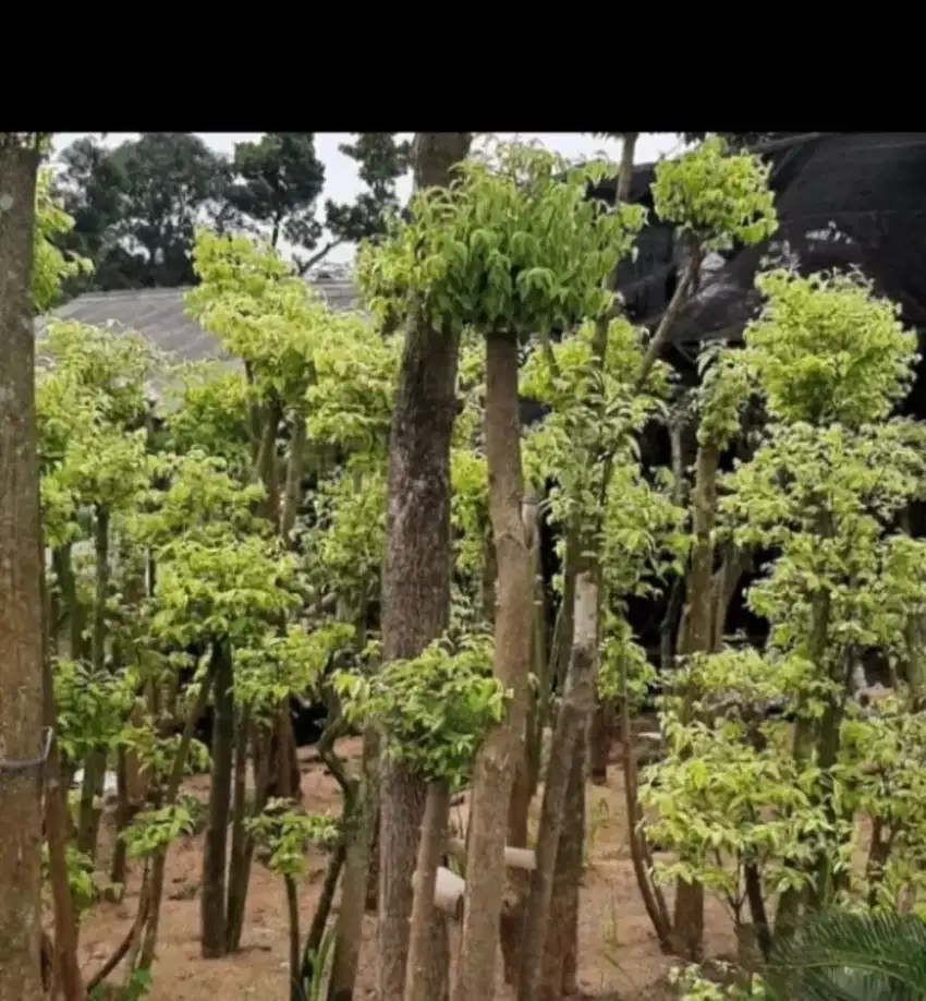 Tanaman hias bonsai anting putri