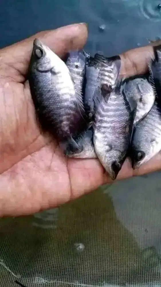 Bibit gurameh jenis soang UK 2-3 jari