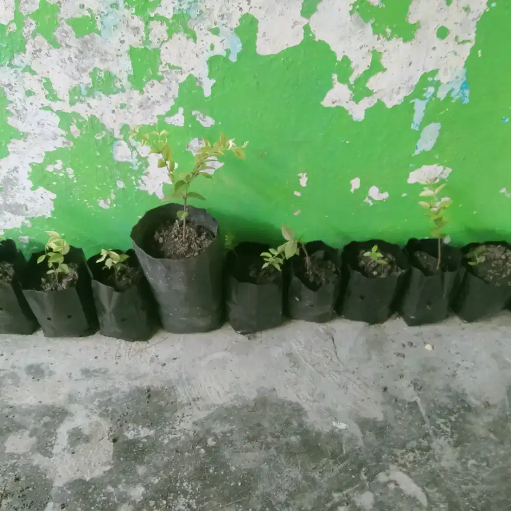 Bibit pohon ANGGUR  BRAZIL