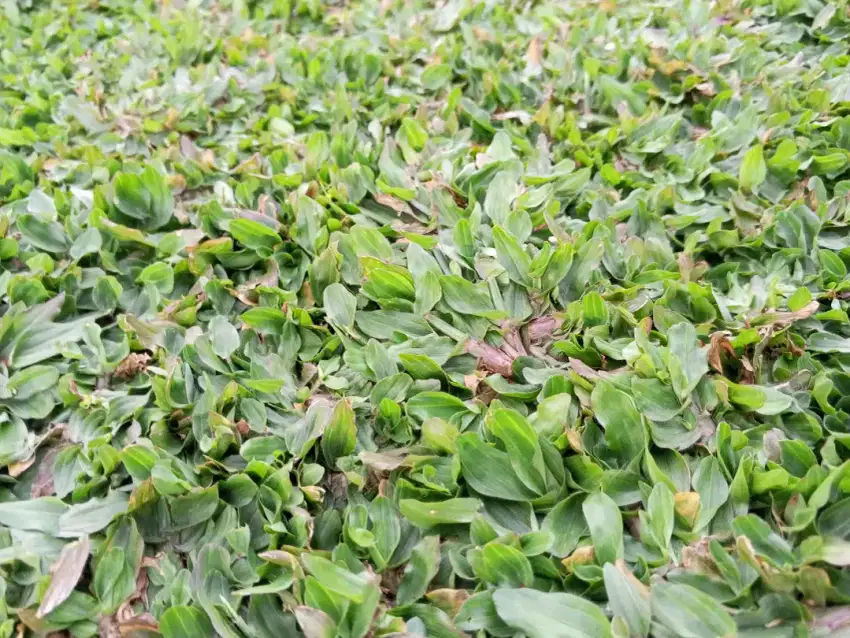Rumput gajah besar