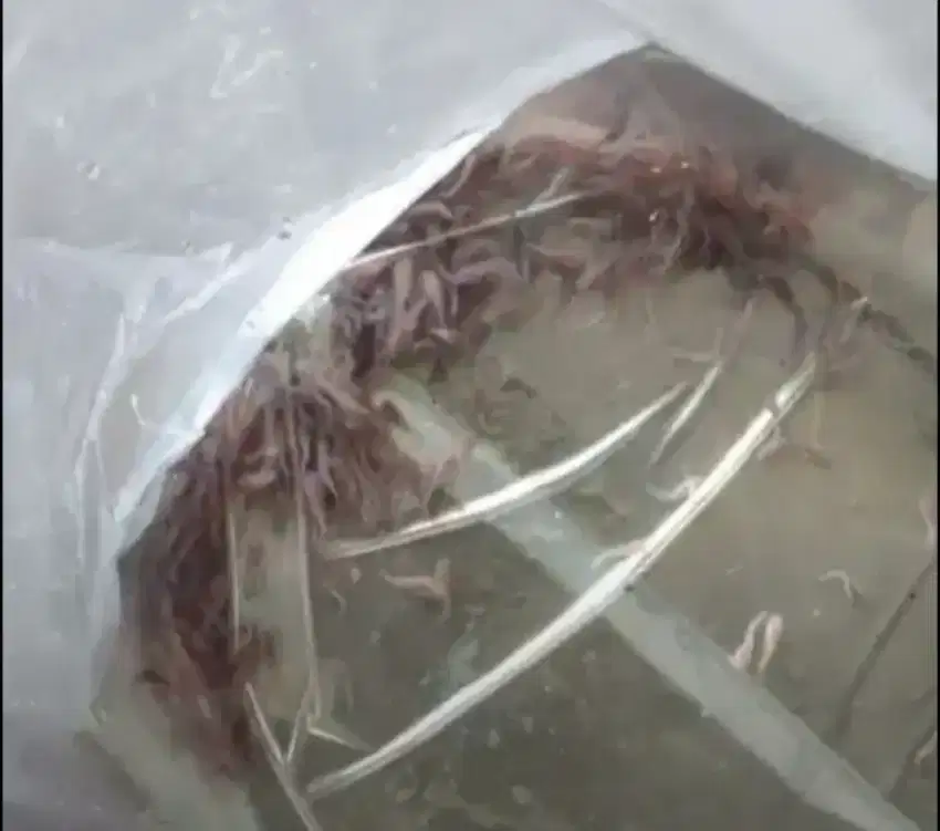 Bibit ikan baung /cat fish fingerling