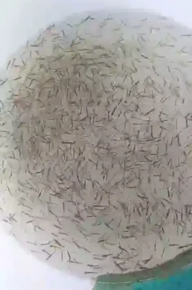 Paket bibit udang vaname