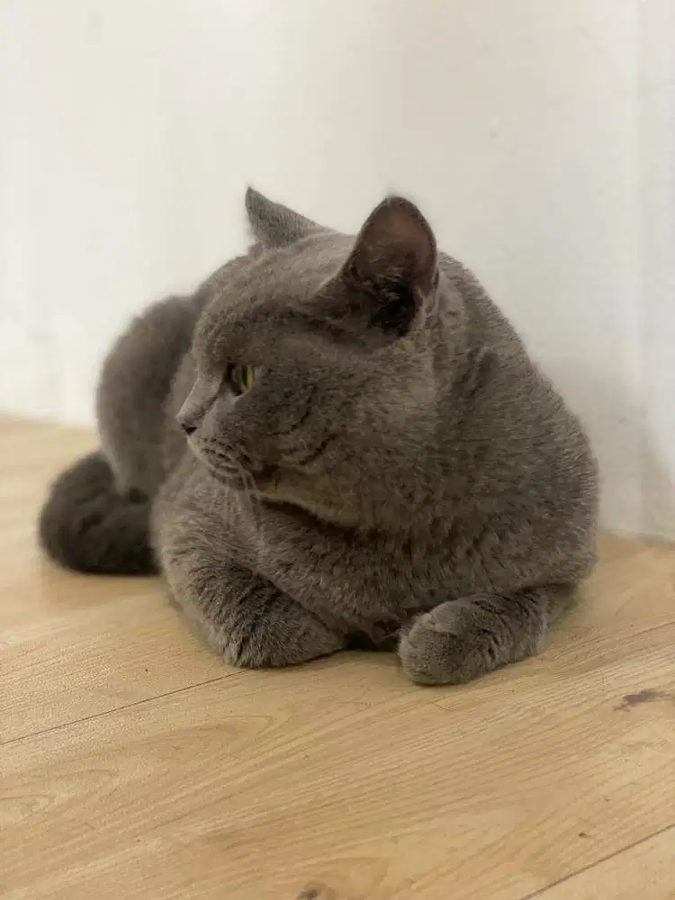 Kucing BSH Blue Jantan Pedigree