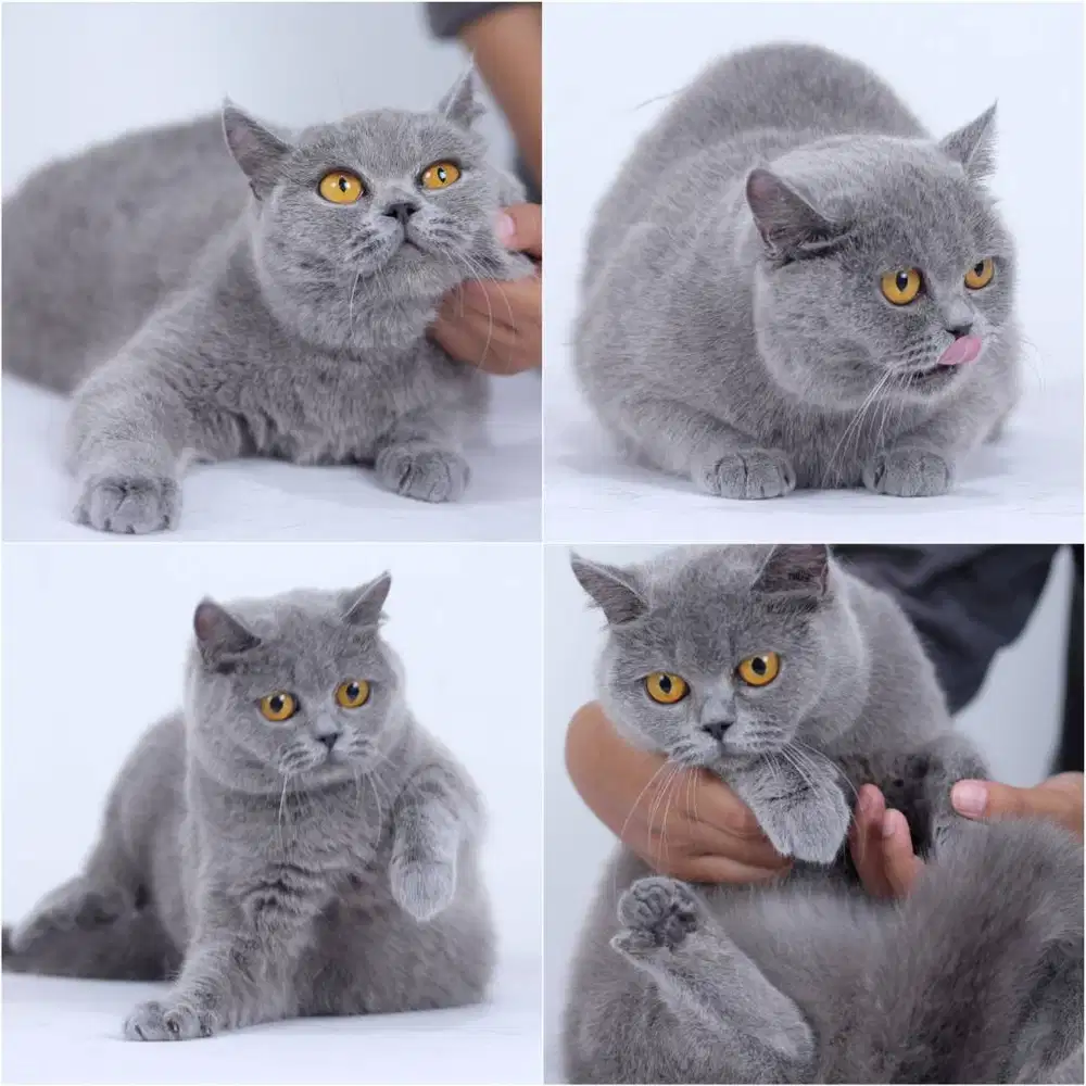 Kucing BSH British Short Hair Blue Pedigree WCF
