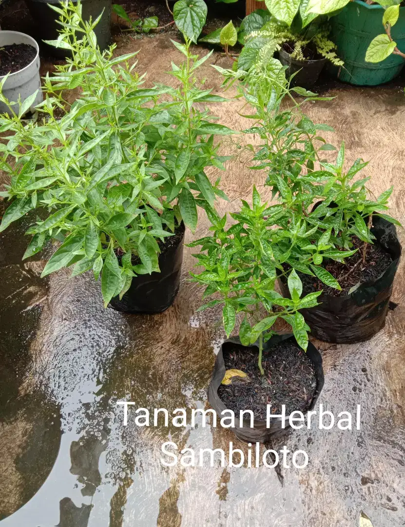 Tanaman Herbal Daun Sambiloto