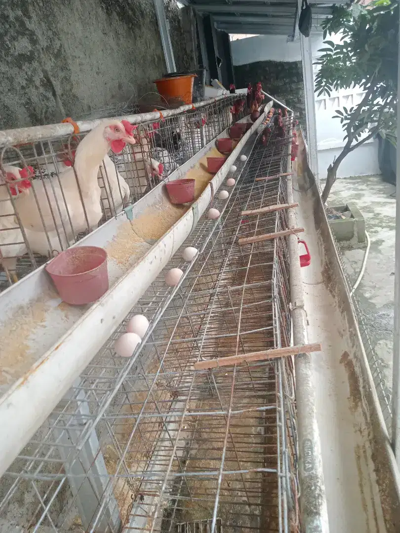 Jual ayam petelur Arab dan merah