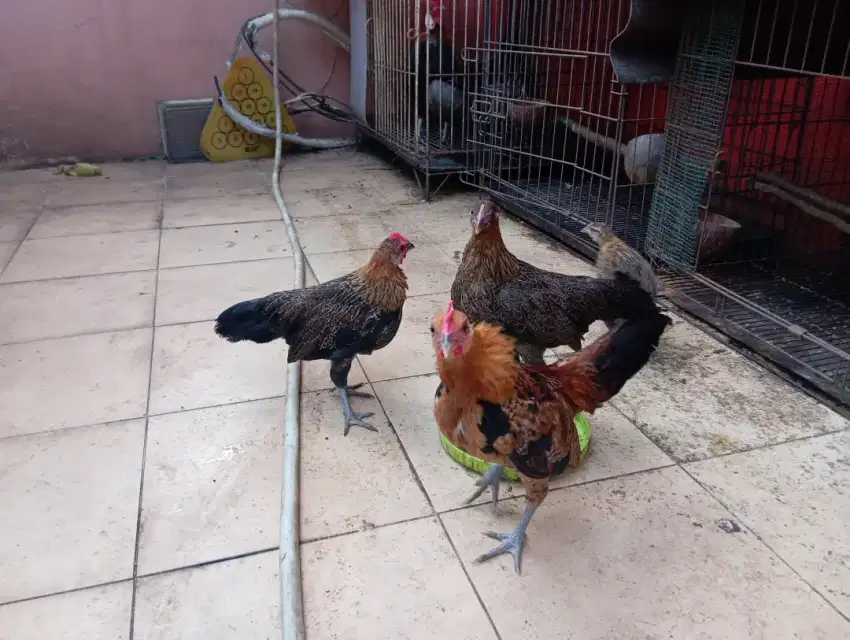 Ayam Hutan Merah Sumatera (Brugo)