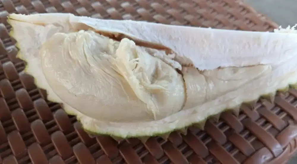 Duren lokal matang pohon