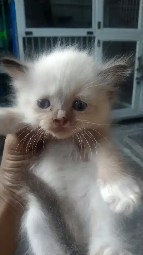 Kitten Himalaya Jantan