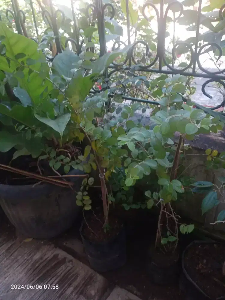 Bidara Arab Asli , Subur rimbun, Tinggi 1m