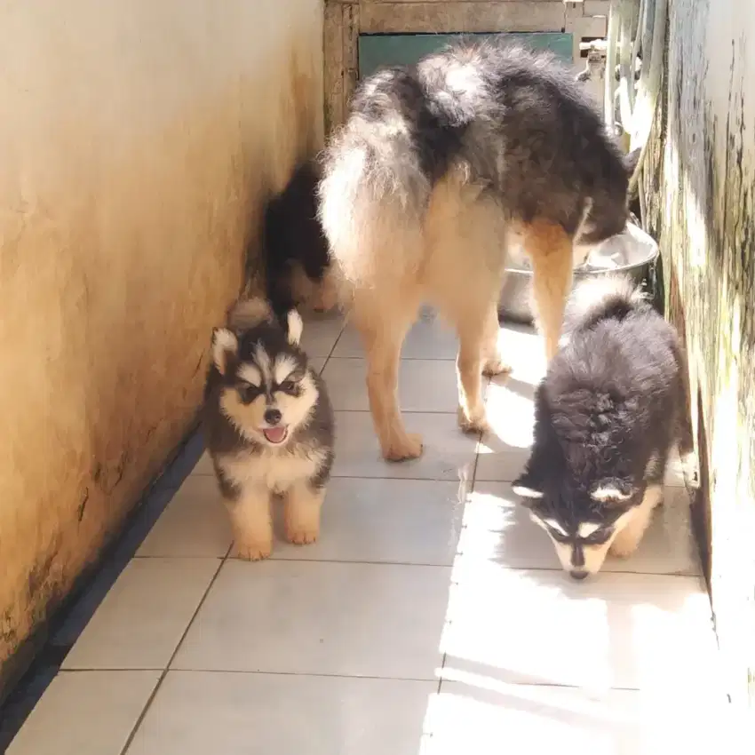 Jual indukan Siberian Husky ( Dream Castel )