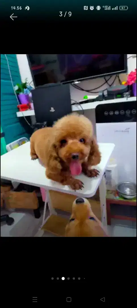 Poodle jantan mini